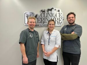 Vétérinaires petits animaux